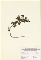 藏品(小葉括根)的圖片